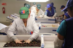 SAG logra acuerdos con China para exportación de cerezas en zonas cuarentenadas por mosca de la fruta