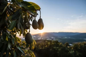 Nuevo mercado para el aguacate Hass colombiano: llega a Uruguay tras admisibilidad sanitaria