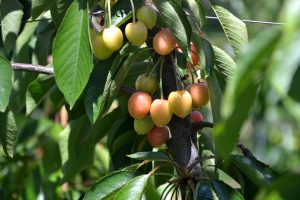 Balance energético en cerezas