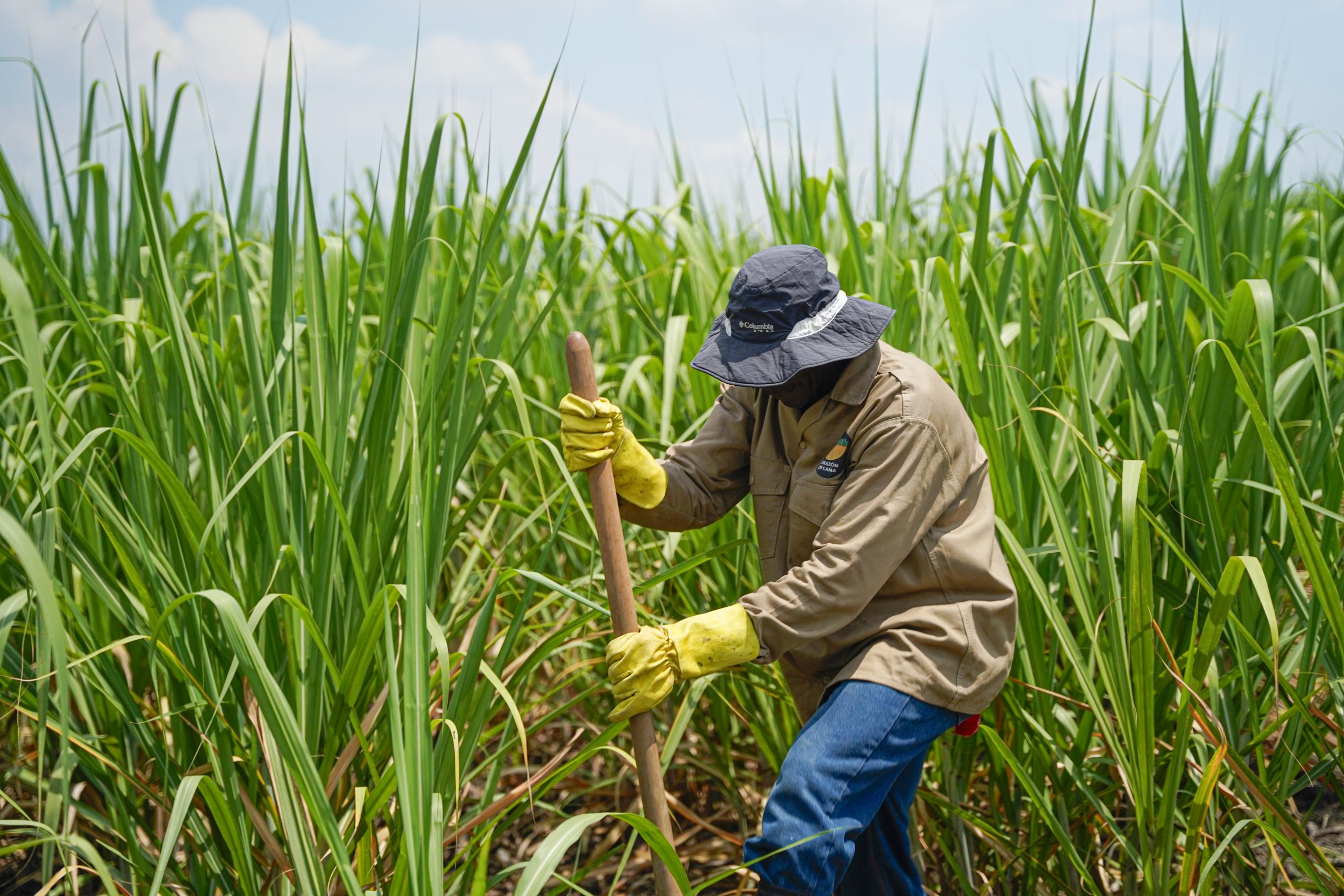 Productividad de la caña de azúcar duplica el promedio mundial