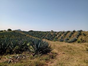 Avanza la comprensión genética de la floración del agave tequilana