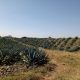 Avanza la comprensión genética de la floración del agave tequilana
