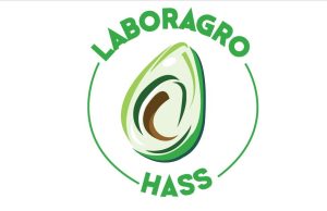 La importancia de una buena cosecha y logística en el transporte de aguacate Hass