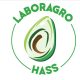 La importancia de una buena cosecha y logística en el transporte de aguacate Hass