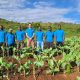 Riego con internet de las cosas, un salto en eficiencia y tecnología para apoyar la agricultura en Kenia