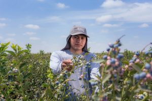 Beta producirá en Olmos 12 millones de kilos de arándano