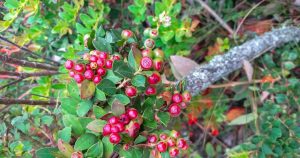Determinan dosis idóneas de nitrógeno y fósforo para producir "arándano silvestre" en Colombia