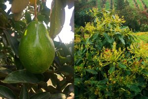 Investigación busca un mayor aprovechamiento de los subproductos del aguacate Lorena