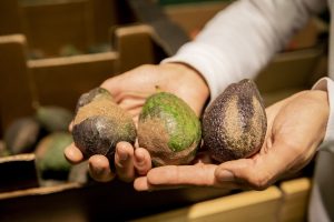 Investigadora de la UNAL halla nueva especie de trips que causa deformación en el aguacate