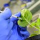 Investigación revela cómo las plantas defienden sus semillas de virus