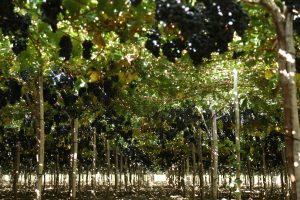 Chile proyecta crecimiento de 2,4% en exportaciones de uva de mesa