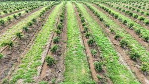 La variabilidad climática y el estrés en el cultivo  de aguacate