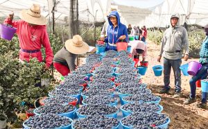 Los desafíos aún no resueltos del arándano mexicano, que apuesta a la bolsa como camino de éxito