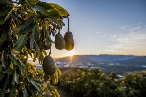 Sudamérica se reafirma como potencia global en aguacates