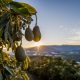 Sudamérica se reafirma como potencia global en aguacates