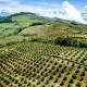 Exportaciones de aguacate Hass crecieron 21,3% en 2025 y Europa se consolidó como el principal destino