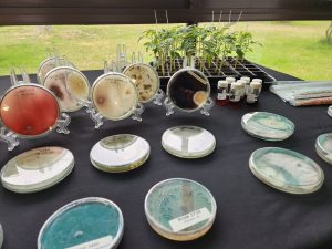 INIA reunirá a expertos internacionales en bioinsumos y control biológico en encuentro en Chillán