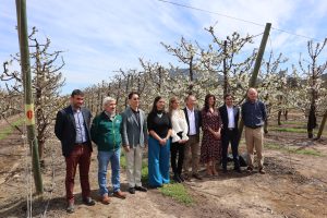 Cerezas chilenas marcarán nuevo récord con más de 131 millones de cajas para exportación en esta campaña 2024/25