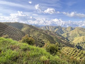 Encadenamientos productivos sostenibles: esencia del sector colombiano del Aguacate Hass
