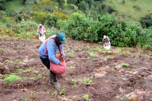 Alivios financieros para los productores de papa: han accedido a condonaciones hasta del 100% de intereses y 80% del capital