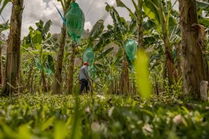 Productores bananeros hacen un llamado a los minoristas europeos para que mejoren el precio de la fruta