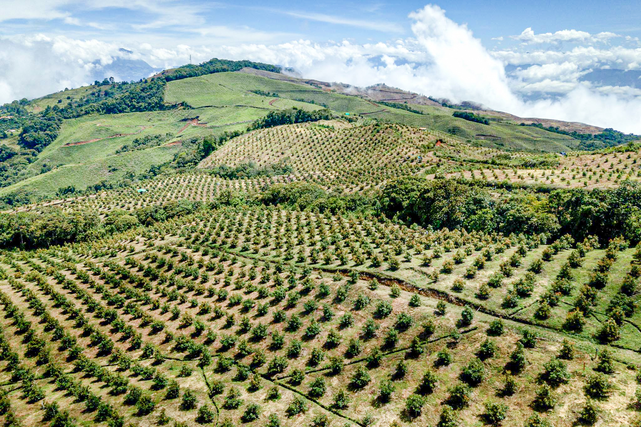 Colombia es uno de los mercados que más se expande en el uso de bioestimulantes