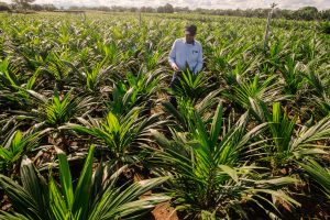 Palmicultores colombianos fortalecen su compromiso con la sostenibilidad y la conservación de la biodiversidad