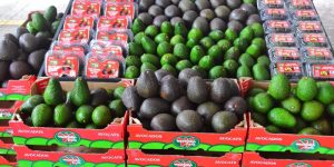 Sudáfrica llega por primera vez con paltas a China