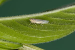Recomendaciones para contrarrestar los problemas de achaparramiento en el cultivo de maíz