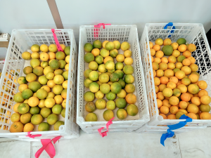 Clementinas: ¿Cuáles son los límites para mantener calidad y condición?