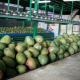 Regresa el Congreso Nacional de Productores y Exportadores de Mango en su cuarta edición