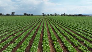 Biofit® RTU, el éxito de la ‘biología a medida’ para cada cultivo