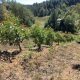Los obstáculos que buscan sortear los productores para extender las fronteras productivas del palto en Chile