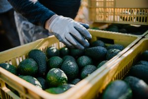 Claves de la relación nitrógeno-calcio  para lograr aguacate de calidad
