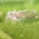 Hongos entomopatógenos, una opción biológica para superar las barreras de la agroexportación
