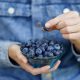 La evolución del arándano hacia una fruta para ‘snack’
