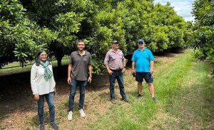 Grupo Hijuelas impulsará la producción de palta en Latinoamérica con tecnología australiana