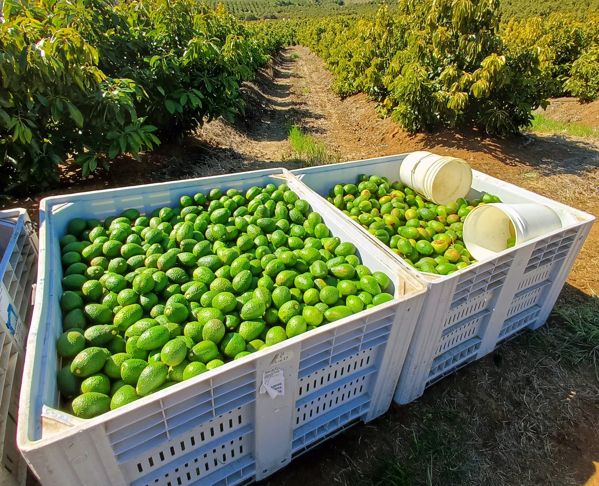 El nuevo proyecto de paltos que apuesta al sur de lo establecido - Redagrícola