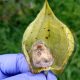 Avances en investigación y manejo en enfermedades de importancia en huertos de uchuva