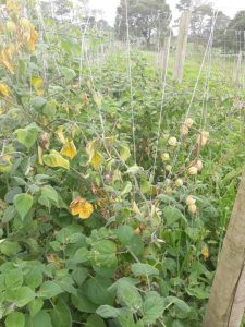 Estrategias y perspectivas para el manejo de la marchitez vascular en uchuva