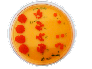 Azospirillum, la bacteria clave en la búsqueda de una agricultura sustentable
