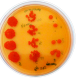 Azospirillum, la bacteria clave en la búsqueda de una agricultura sustentable