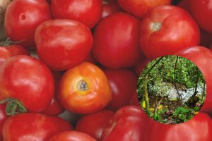 Bacterias halladas en ambientes silvestres controlarían devastador hongo del tomate
