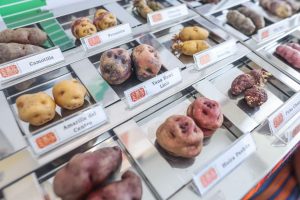 Centro Internacional de la Papa inaugura el criobanco más grande de Latinoamérica