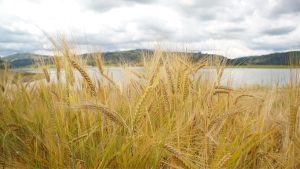 Abren convocatoria para vincular 1.000 agricultores de cebada al proceso cervecero