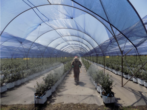 Avances significativos en la calidad, rendimiento y rentabilidad del arándano con Oasis® y Suncrops®