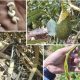 ROE MAT® Control eficaz de roedores en la agroindustria