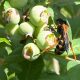 INIA trabaja en el desarrollo de feromonas para el control de insectos plaga
