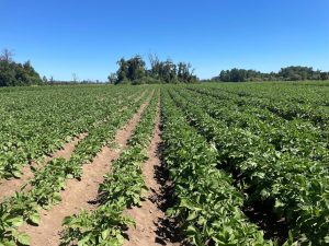 Agri Marine Terra logra transformar plantas susceptibles en cultivos resistentes