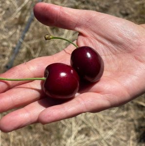 Productores y exportadores de cerezas conocieron de cerca las potenciales nuevas variedades con genética chilena